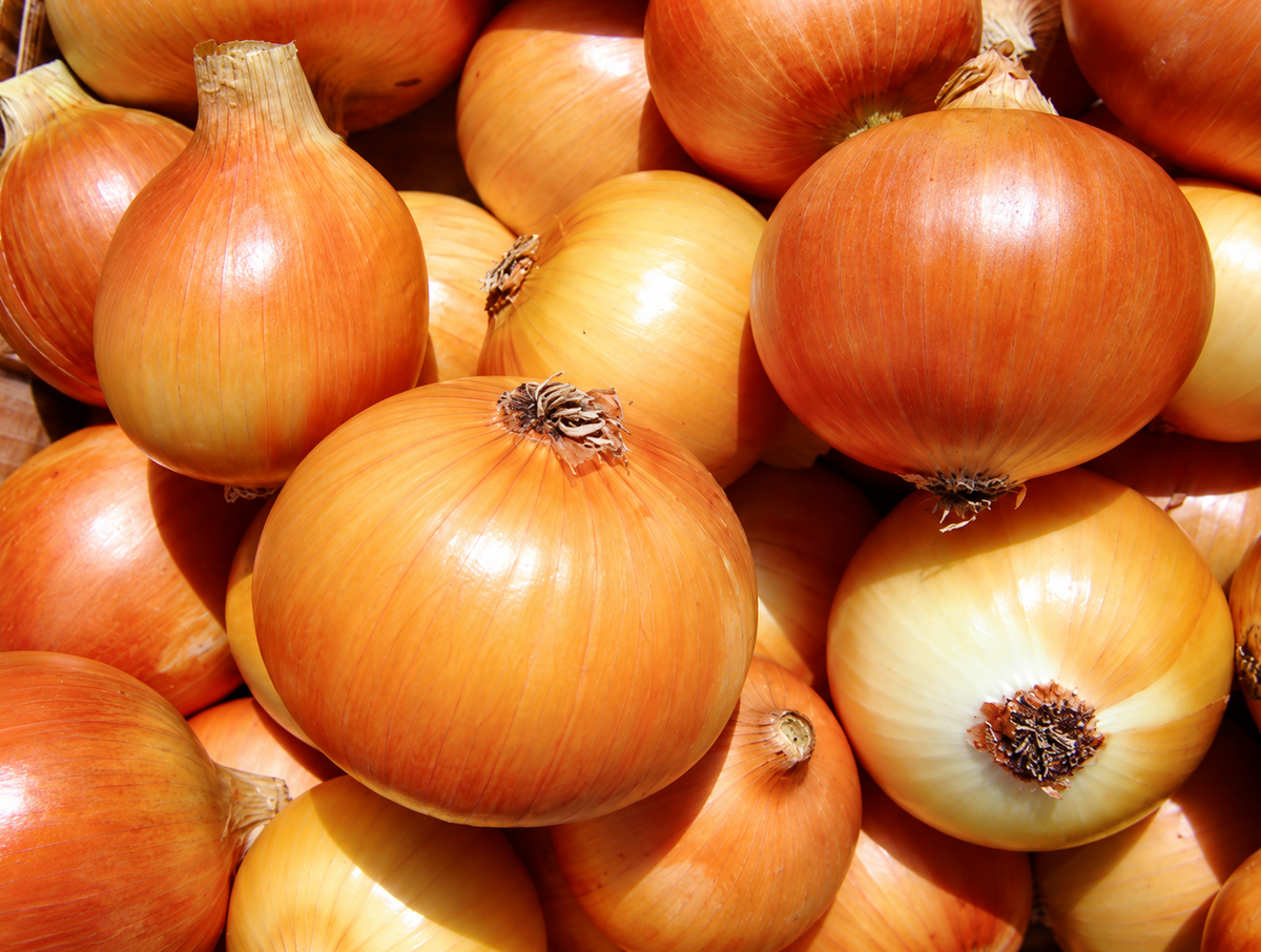 ONIONS Brown PGS Organic, Heirloom Foods
