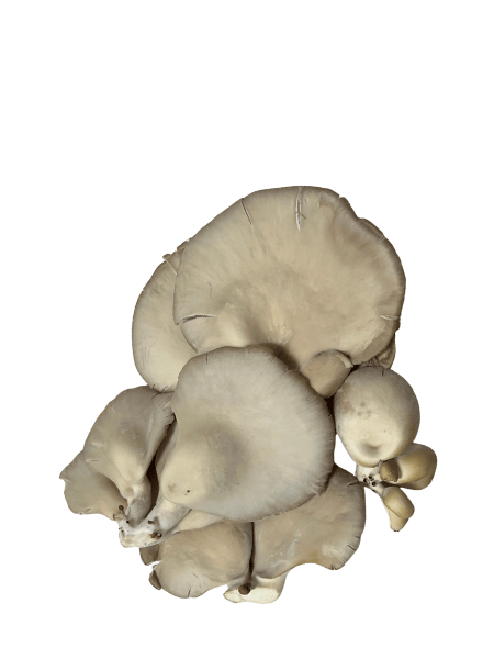 MUSHROOM Oyster Fresh Self-Claim Organic - 200g