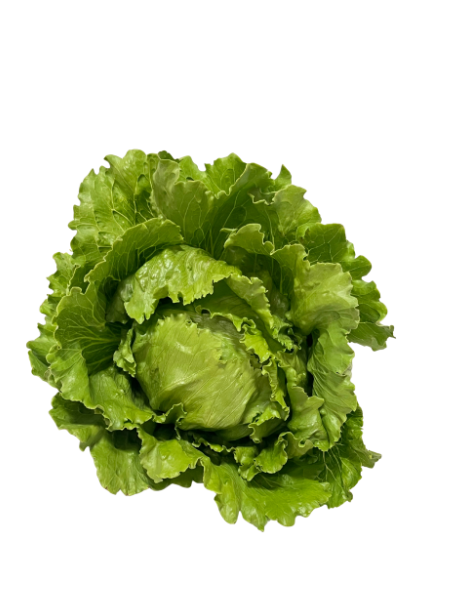 LETTUCE Mountain Dew Hills PGS - head