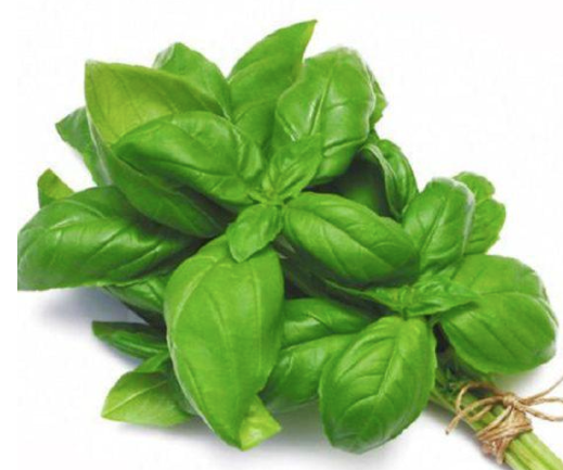 BASIL SelfClaim Organic, Vars Org, Stellenbosch - 50g